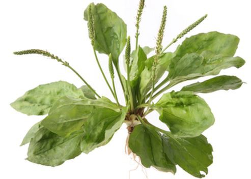 plantain powder benefits