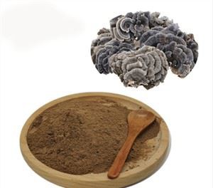 Trametes Versicolor Ekstre