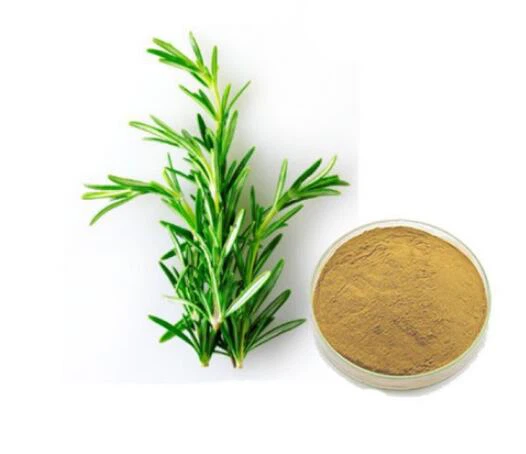 Wholesale Rosemary èkstre